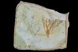 Detailed Fossil Plant (Taxodium) - Montana #99410-1